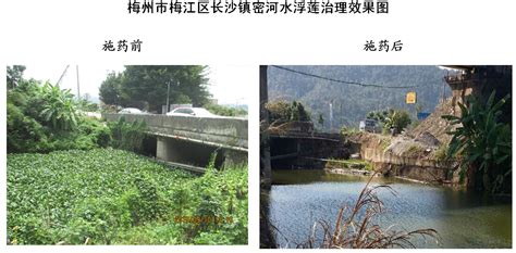 惠州市鸿秀环保工程有限公司--生化手段河道水面保洁，彻底灭杀水浮莲。