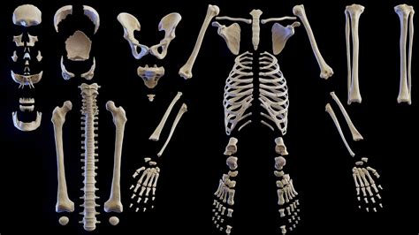 3D Human Female Skeletal System - TurboSquid 2010334