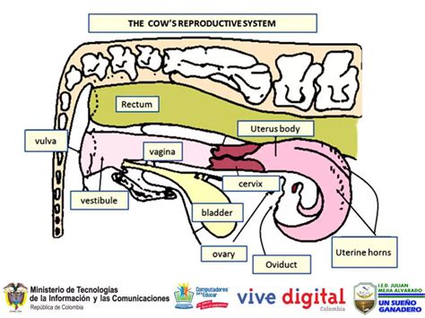 Cow's reproductive system | PPTX