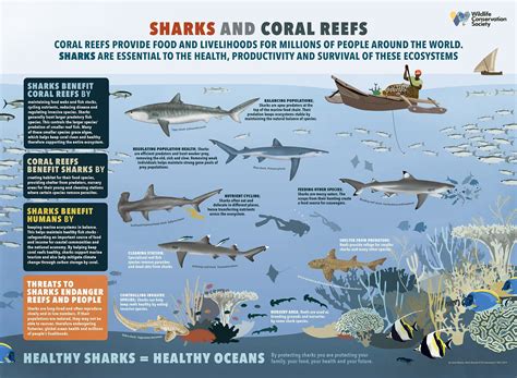 Sharks: Enigmatic Predators. - Seafood Peddler