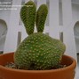Image result for Bunny Ears Aesthetic