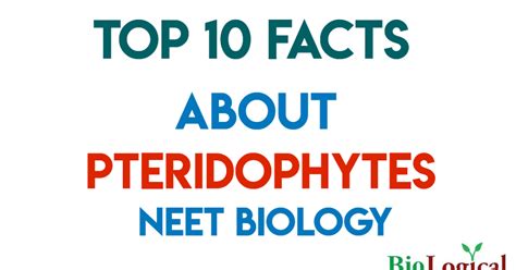 Top 10 Facts About Pteridophytes! NEET | NTA NEET | NEET UG EXAM ...