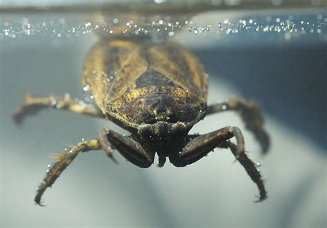Giant Water Bug Swimming Pool at Robert Hambright blog