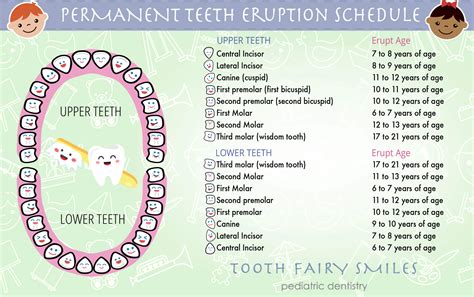 Teeth Eruptions—Baby and Permanent Teeth Timeline - Tooth Fairy Smiles