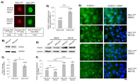 N-WASP Attenuates Cell Proliferation and Migration through ERK2 ...
