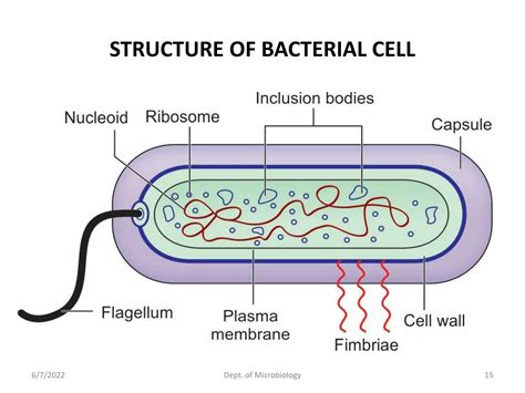 Morphology of Bacteria and Anatomy of Bacterial Cell.pptx