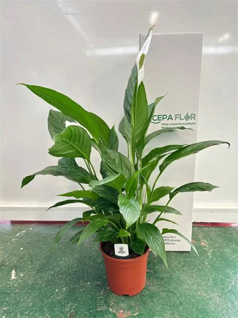 Spathiphyllum