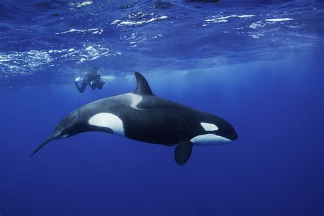 Orca guide: diet, how they hunt, and what they're related to - Discover Wildlife