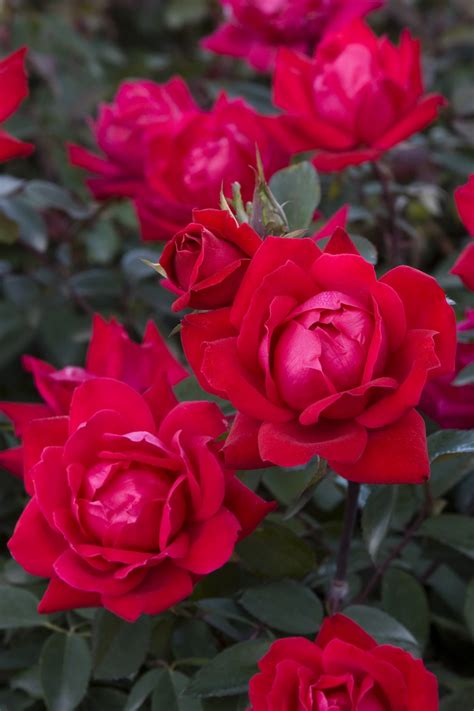 Knock Out® Double Red Rose - Dewar Nurseries