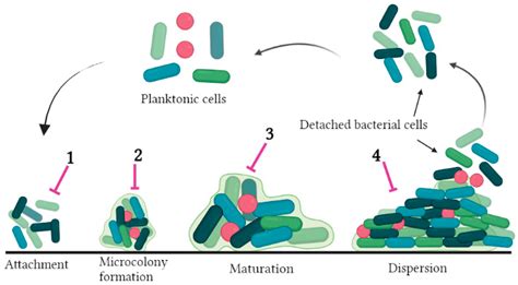 Beyond the Risk of Biofilms: An Up-and-Coming Battleground of Bacterial ...