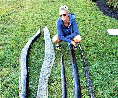 Image result for How Do Python Hunt