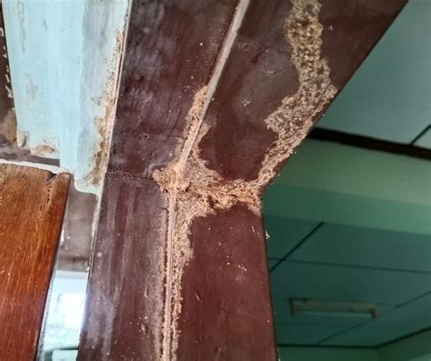 Termites at Windows 的图像结果