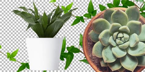 Processing Transparent Fill 的图像结果