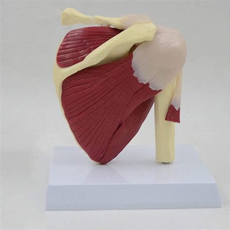 Buy NXX Human Shoulder Joint with Muscle Anatomical Model Shoulder ...