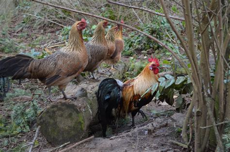 golden phoenix rooster and hens | BackYard Chickens - Learn How to ...
