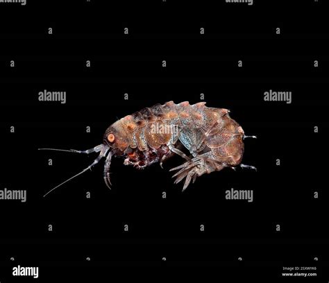 Light micrograph of an amphipod (family Pallaseidae). This amphipod is endemic to Lake Baikal ...