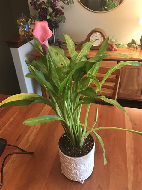 Calla Lilies Care In Pot at Savannah Buckmaster blog