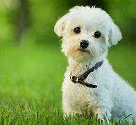 Image result for World's Smallest Dog