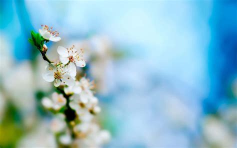 Spring Desktop Background 的图像结果