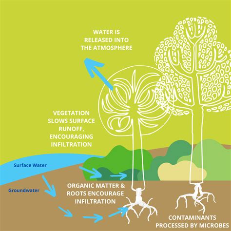 How Trees Improve Water Quality: Nature’s Living Filter