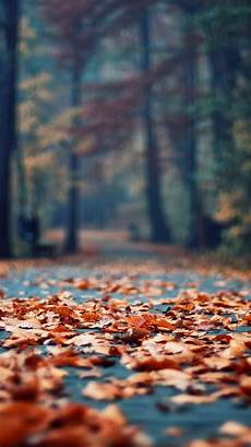 Aesthetic Fall Themed Wallpaper Iphone by Fall Aesthetic Wallpapers Top Free Fall Aesthetic Aesthetic Fall Themed Wallpaper Iphone