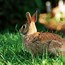 Image result for Indiana Wild Rabbit