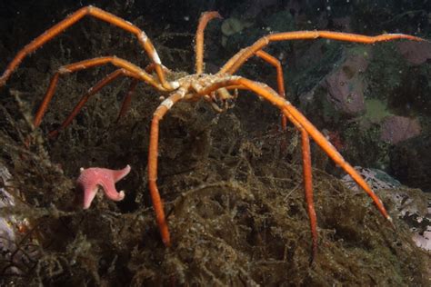 Supercooling sea spiders | Interviews