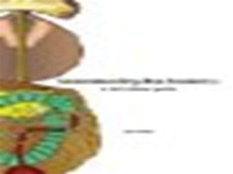 Buy Understanding Bee Anatomy: A Full Colour Guide Online at ...