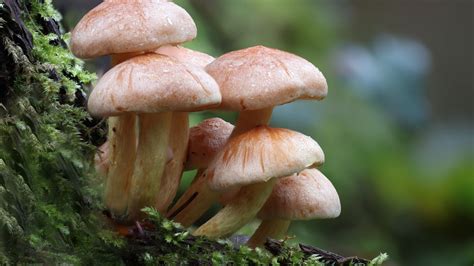 250+ Funny Mushroom Names - Dive into Fungi's Playful World