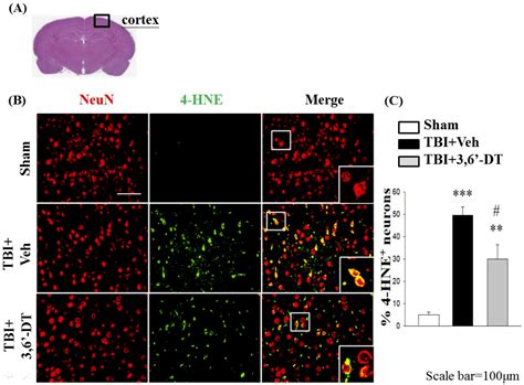Post-Injury Neuroprotective Effects of the Thalidomide Analog 3,6 ...