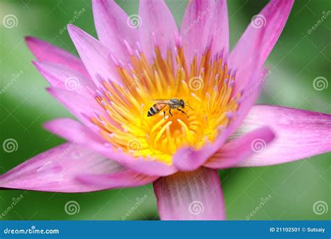 Lotus in Japanese Garden stock image. Image of flower - 21102501