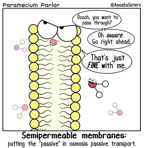 Paramecium Cell Membrane
