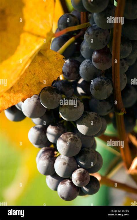 Grapes 的图像结果