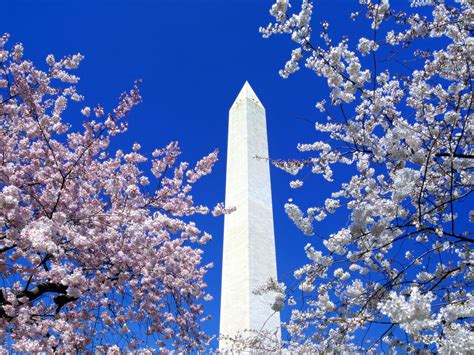 Bing Wallpaper Cherry Blossom 的图像结果
