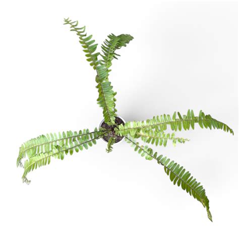 Macho Fern (Nephrolepis Biserrata) – Soiled