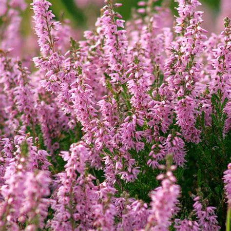 6 Beautiful Winter Flowering Plants - hungry.garden