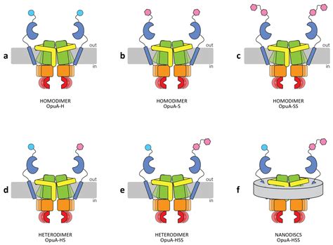 Heterodimer Formation of the Homodimeric ABC Transporter OpuA