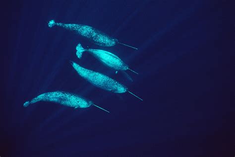Narwhal Habitat Information