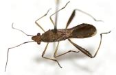 Insect Pests