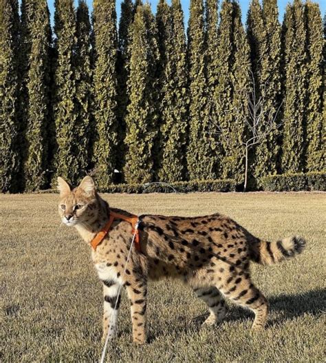 F1 Savannah Cat Kitten