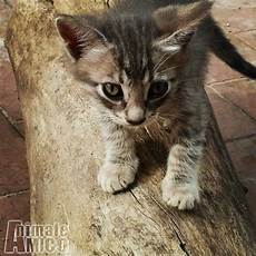 gattini in regalo pavia regalo cucciolo europeo da privato a forli cesena gatti gattini in regalo pavia regalo cucciolo europeo da privato a forli cesena gatti