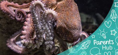 What Is World Octopus Day? - Twinkl