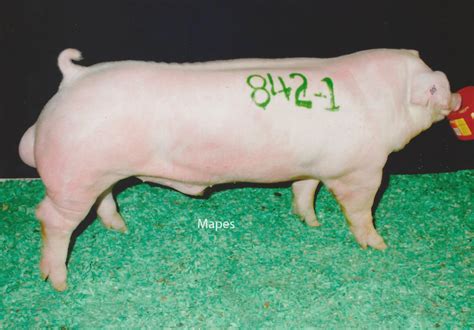 Chester White Pigs — Schmidt Swine