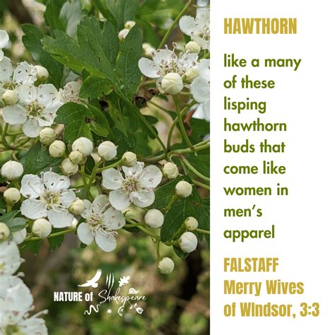 HAWTHORN — The Nature of Shakespeare