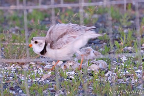 Piping Plover Chicks Good Harbor Beach Parking Lot – Good Morning ...