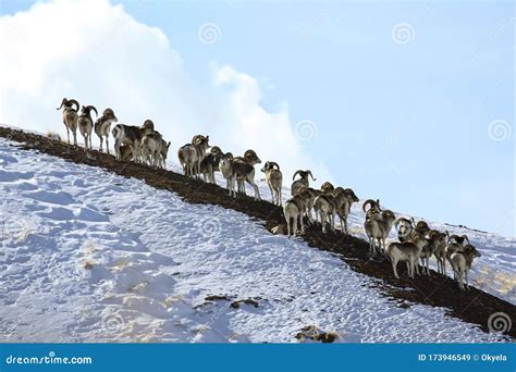 Group of Marco Polo Sheep on a Snowy Mountainside Stock Image - Image ...