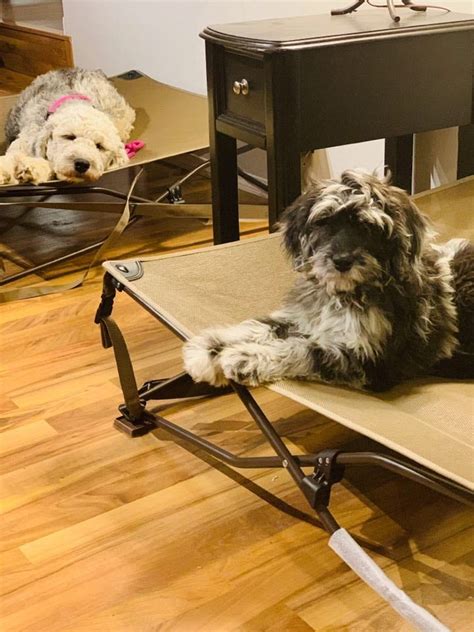 Impulse Control Exercises for Dogs 的图像结果