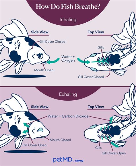 How Do Fish Breathe? | PetMD