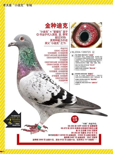 养鸽60多年的台湾鸽界泰斗一生的养鸽经验总结及名鸽欣赏！