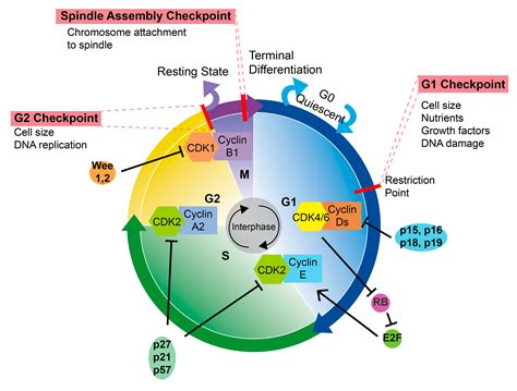 Cell Cycle Checkpoints Diagram